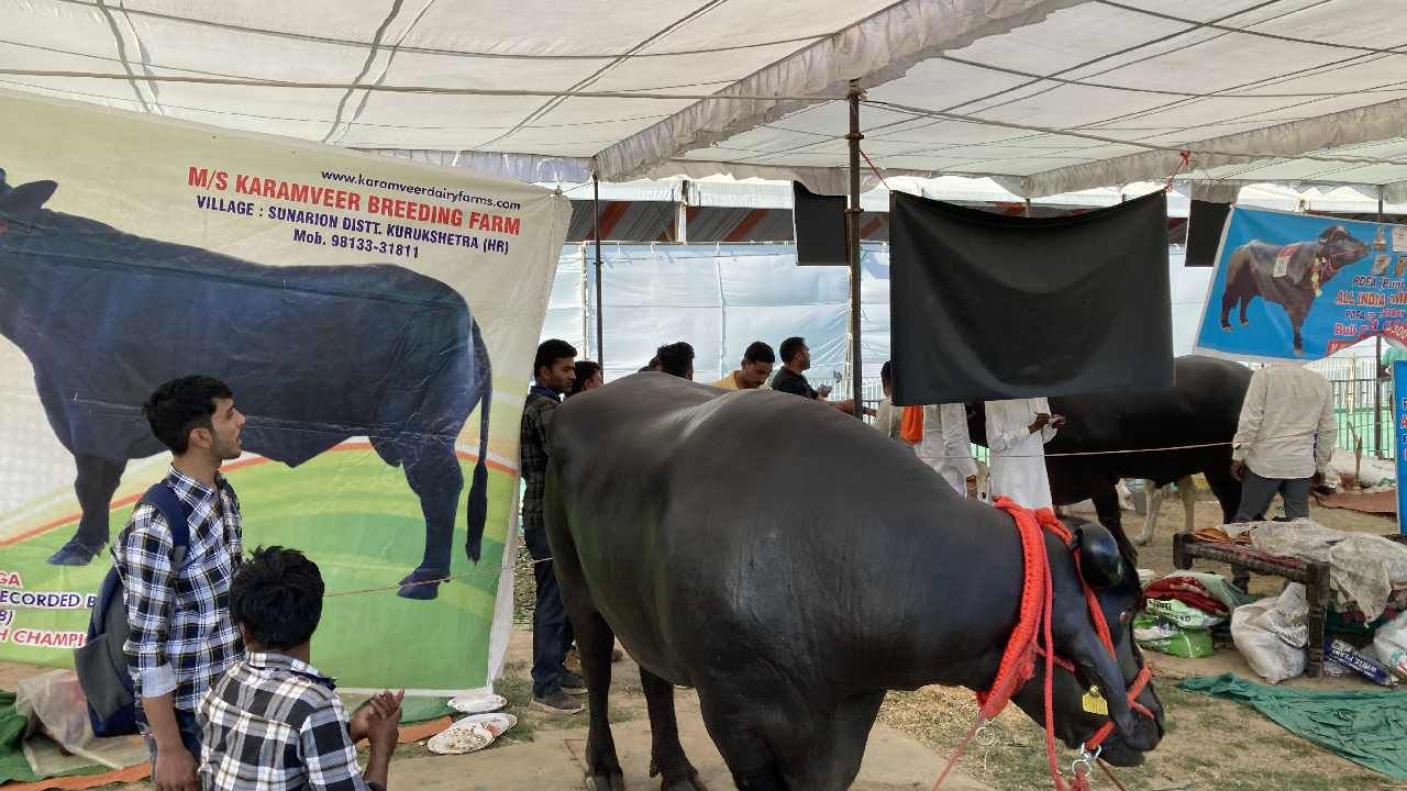 ಉತ್ತರ ಪ್ರದೇಶದ ಮುಜಾಫರನಗರದಲ್ಲಿ ರಾಷ್ಟ್ರೀಯ ಪ್ರಾಣಿ ಪ್ರದರ್ಶನದಲ್ಲಿ ಹಲವು ಪ್ರಾಣಿಗಳು ಗಮನಸೆಳೆದವು ಅದರಲ್ಲಿ ಈ ಎಮ್ಮೆ ಕೂಡ.
