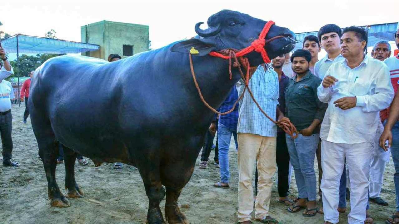 ಪಾಣಿಪತ್​ನ ದಿಡ್ವಾಡಿ ಗ್ರಾಮದ ನರೇಂದ್ರ ಸಿಂಗ್ ಅವರು ಸಾಕಿರುವ ಎಮ್ಮೆ ಘೋಲುವನ್ನು ನೋಡಲು ಪ್ರಾಣಿಪ್ರಿಯರ ದಂಡೇ ನೆರೆದಿತ್ತು.
