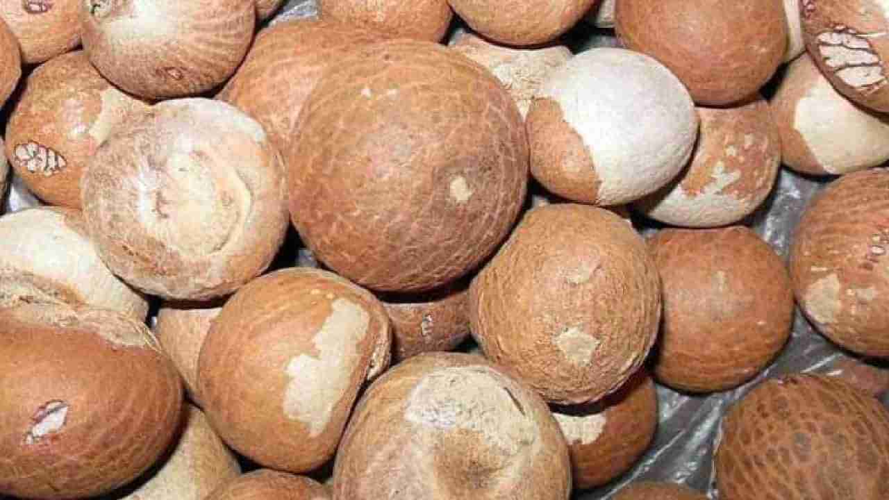 Areca Nut Price: ಇಂದಿನ ಅಡಿಕೆ ಮಾರುಕಟ್ಟೆ ಧಾರಣೆ: ಎಲ್ಲೆಲ್ಲಿ ಅಡಿಕೆ ಧಾರಣೆ ಎಷ್ಟಿದೆ: ಇಲ್ಲಿದೆ ಮಾಹಿತಿ