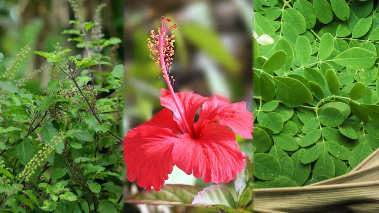Ayurveda: ಪ್ರತಿನಿತ್ಯ ನೀವು ಬಳಸುವ 5 ಗಿಡ ಮೂಲಿಕೆಗಳಿಂದ ಮನೆ ಮದ್ದು Ayurveda: ಪ್ರತಿನಿತ್ಯ ನೀವು ಬಳಸುವ 5 ಗಿಡ ಮೂಲಿಕೆಗಳಿಂದ ಮನೆ ಮದ್ದು