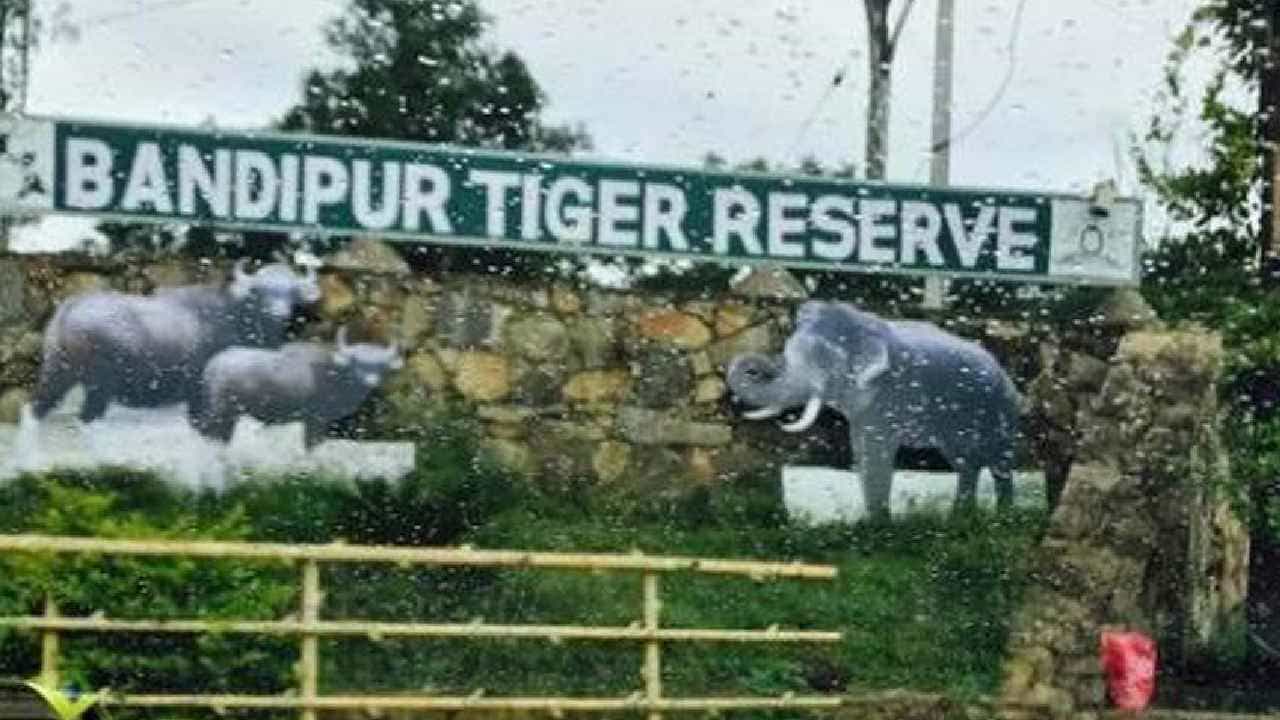 Bandipur Tiger Reserve: ದೇಶದ ಹುಲಿ ಸಂರಕ್ಷಿತಾರಣ್ಯ ಪ್ರದೇಶಗಳಲ್ಲಿ ಬಂಡೀಪುರಕ್ಕೆ 2ನೇ ಸ್ಥಾನ..! Bandipur Tiger Reserve: ದೇಶದ ಹುಲಿ ಸಂರಕ್ಷಿತಾರಣ್ಯ ಪ್ರದೇಶಗಳಲ್ಲಿ ಬಂಡೀಪುರಕ್ಕೆ 2ನೇ ಸ್ಥಾನ..!