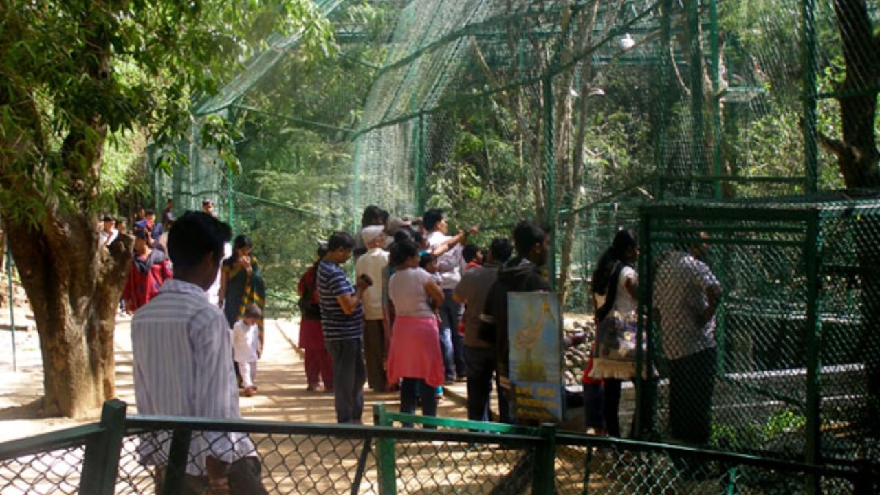 Bannerghatta National Park: ಕೊರೊನಾ ನಂತರ ಬನ್ನೇರುಘಟ್ಟ ರಾಷ್ಟ್ರೀಯ ಉದ್ಯಾನವನಕ್ಕೆ ದಾಖಲೆ ಪ್ರಮಾಣದಲ್ಲಿ ಆದಾಯ