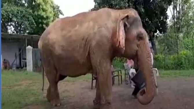 The Oldest Elephant? ಮಧ್ಯಪ್ರದೇಶದ ಪನ್ನಾ ಹುಲಿ ಸಂರಕ್ಷಿತಾರಣ್ಯದಲ್ಲಿರುವ ವತ್ಸಲಾ ವಿಶ್ವದ ಅತ್ಯಂತ ದೀರ್ಘಾಯುಷಿ ಆನೆ ಎನ್ನುತ್ತಾರೆ, ಆದರೆ ದಾಖಲೆಗಳಿಲ್ಲ!