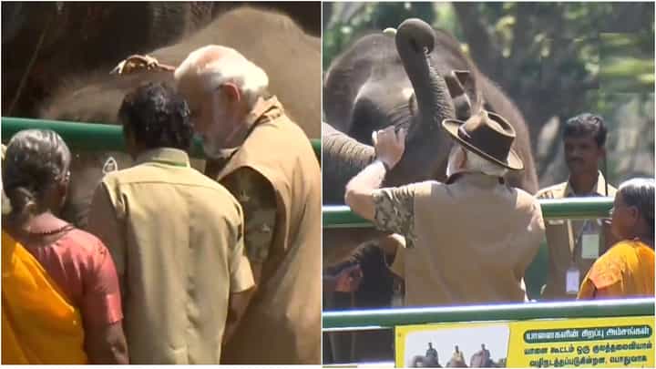 ‘ದಿ ಎಲಿಫೆಂಟ್ ವಿಸ್ಪರರ್ಸ್’ ಖ್ಯಾತಿಯ ಮಾವುತರಾದ ಬೊಮ್ಮನ್-ಬೆಳ್ಳಿ ಜತೆ ಆನೆ ಶಿಬಿರ ವೀಕ್ಷಿಸಿದ ಮೋದಿ ‘ದಿ ಎಲಿಫೆಂಟ್ ವಿಸ್ಪರರ್ಸ್’ ಖ್ಯಾತಿಯ ಮಾವುತರಾದ ಬೊಮ್ಮನ್-ಬೆಳ್ಳಿ ಜತೆ ಆನೆ ಶಿಬಿರ ವೀಕ್ಷಿಸಿದ ಮೋದಿ