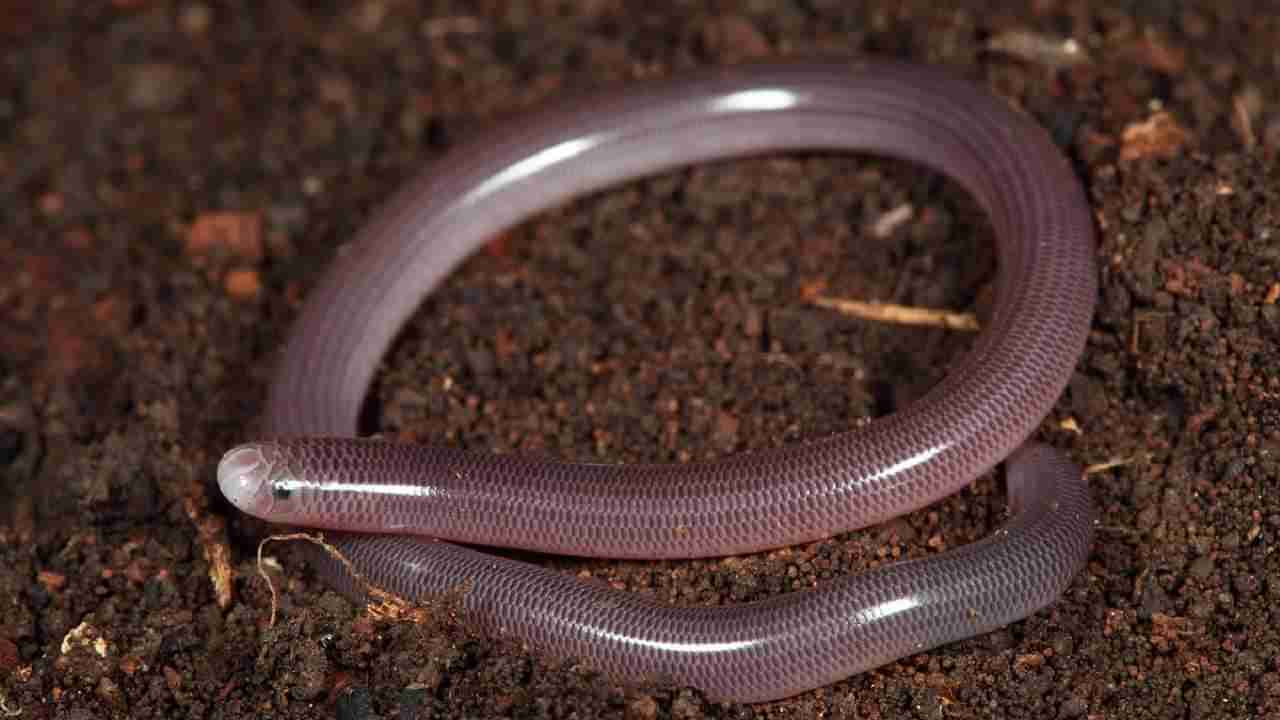 Blind Snake: ಇದು ಎರೆಹುಳುವಲ್ಲ ಹಾವು, ಈ ಬ್ಲೈಂಡ್ ಸ್ನೇಕ್ ಎಷ್ಟು ಅಪಾಯಕಾರಿ?