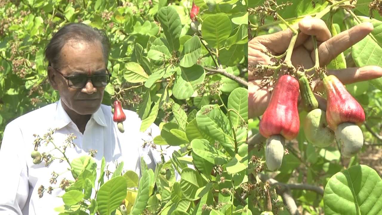 ಗೋಡಂಬಿ ಬೆಳೆ ಈಗ ಬಿಸಿಲುನಾಡು ಬೀದರ್ ಜಿಲ್ಲೆಗೂ ಕಾಲಿಟ್ಟಿದೆ! ರೈತರ ಪಾಲಿಗೆ ಹಣ ನೀಡುವ ATM ಯಂತ್ರವಾಗುವ ಲಕ್ಷಣಗಳಿವೆ