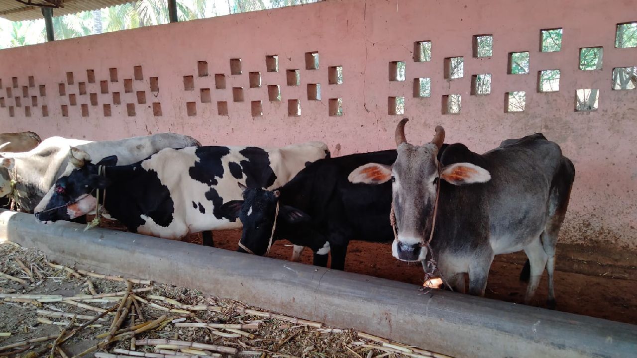 ದಾವಣಗೆರೆ: ಹಿಂಸಾತ್ಮಕ ರೀತಿಯಲ್ಲಿ ಸಾಗಿಸಲಾಗುತ್ತಿದ್ದ ಹಸುಗಳ ರಕ್ಷಣೆ