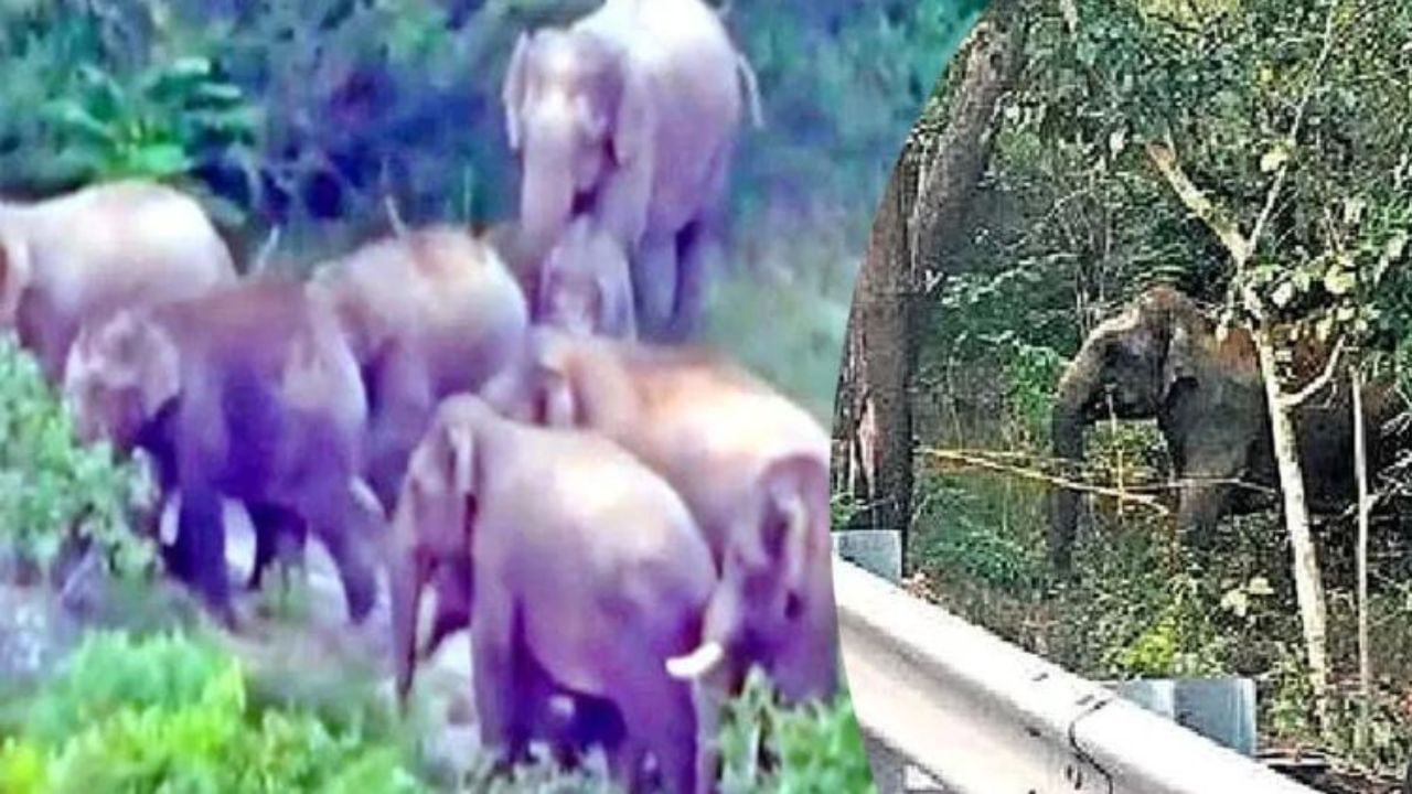 Elephants at Tirupati Temple: ತಿಮ್ಮಪ್ಪನ ಬೆಟ್ಟದ ಮೇಲೆ ರಸ್ತೆಯಲ್ಲಿ ದಿಢೀರನೆ ಕಾಣಿಸಿಕೊಂಡ ಆನೆಗಳ ಗುಂಪು, ಬೆಚ್ಚಬಿದ್ದ ತಿಮ್ಮಪ್ಪನ ಭಕ್ತರು!