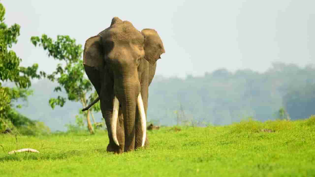 ಕಳೆದ 10 ವರ್ಷದಲ್ಲಿ ಆನೆದಾಳಿಗೆ ಕರ್ನಾಟಕದಲ್ಲಿ 42 ಜನರ ಸಾವು: ಕೇಂದ್ರ ಸರ್ಕಾರ