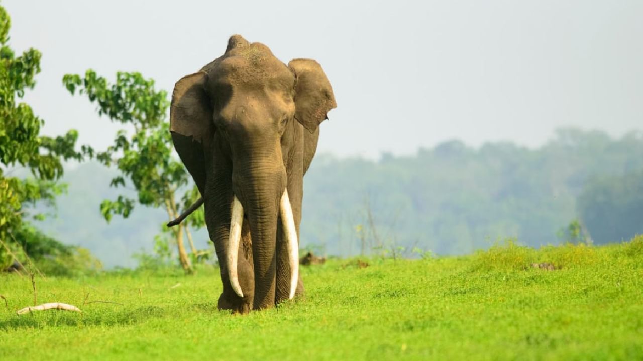 ಕಳೆದ 10 ವರ್ಷದಲ್ಲಿ ಆನೆದಾಳಿಗೆ ಕರ್ನಾಟಕದಲ್ಲಿ 42 ಜನರ ಸಾವು: ಕೇಂದ್ರ ಸರ್ಕಾರ ಕಳೆದ 10 ವರ್ಷದಲ್ಲಿ ಆನೆದಾಳಿಗೆ ಕರ್ನಾಟಕದಲ್ಲಿ 42 ಜನರ ಸಾವು: ಕೇಂದ್ರ ಸರ್ಕಾರ