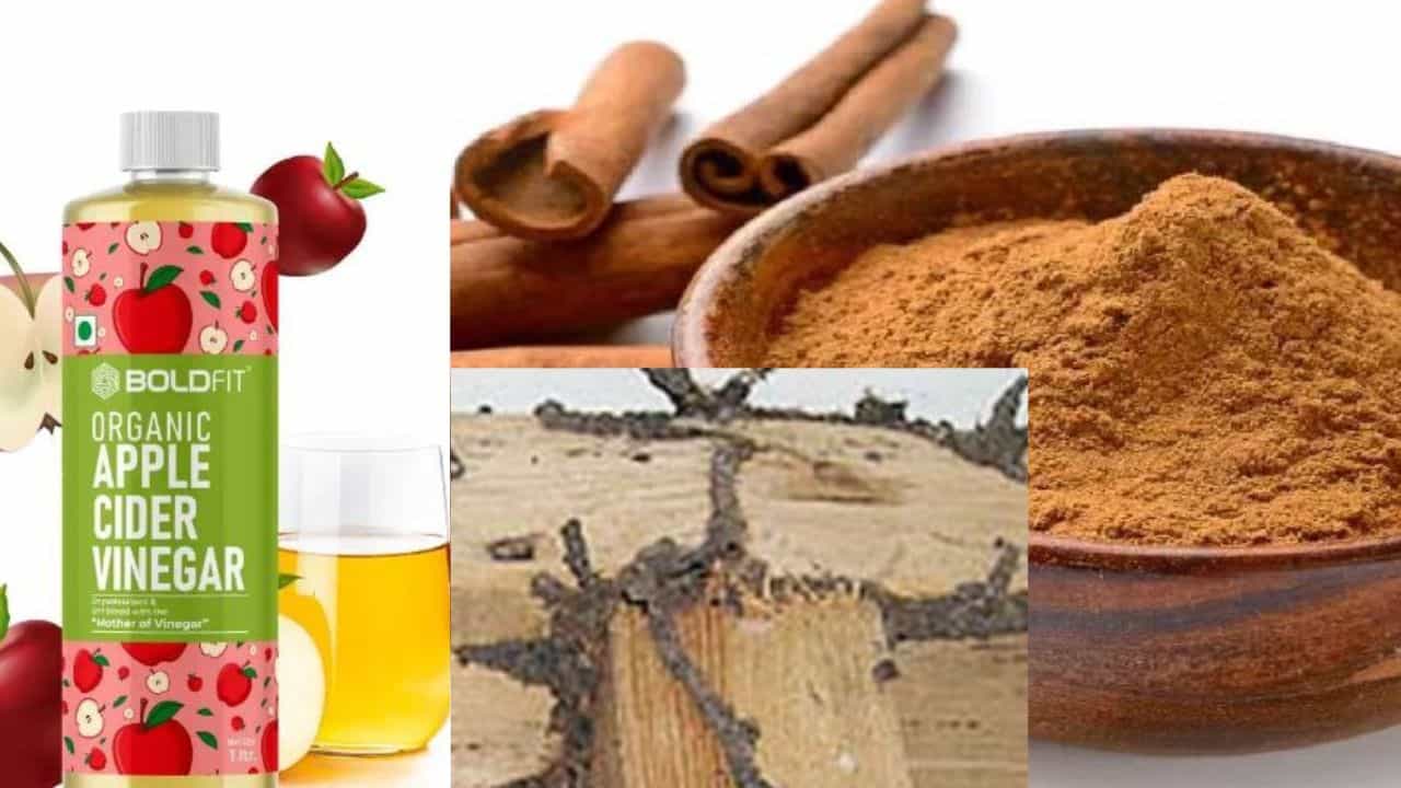 Termites: ಮನೆಯಲ್ಲಿ ಗೆದ್ದಲು, ಇರುವೆ ಗೂಡು ಕಾಟ ಕೊಡುತ್ತಿದೆಯಾ? ಅದನ್ನು ಸುಲಭವಾಗಿ ನಿರ್ಮೂಲನ ಮಾಡಲು ಹೀಗೆ ಮಾಡಿ Termites: ಮನೆಯಲ್ಲಿ ಗೆದ್ದಲು, ಇರುವೆ ಗೂಡು ಕಾಟ ಕೊಡುತ್ತಿದೆಯಾ? ಅದನ್ನು ಸುಲಭವಾಗಿ ನಿರ್ಮೂಲನ ಮಾಡಲು ಹೀಗೆ ಮಾಡಿ