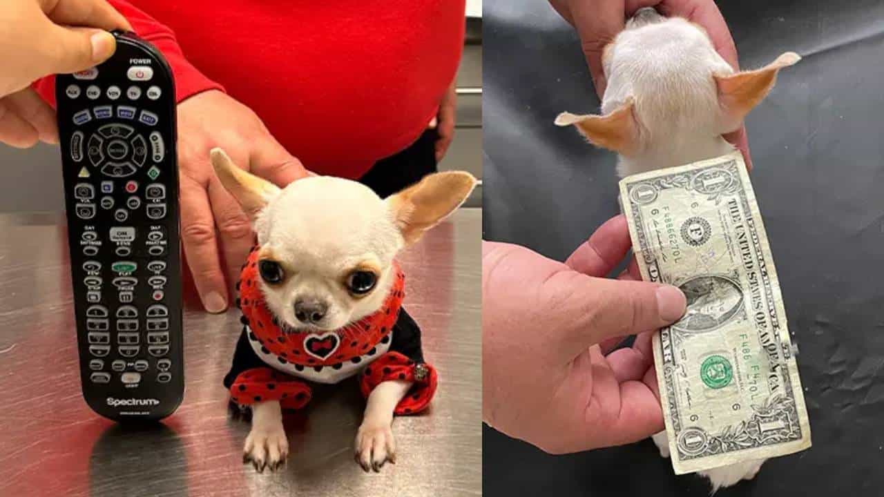 Pocket sized Chihuahua: ವಿಶ್ವದಲ್ಲೇ ಅತೀ ಚಿಕ್ಕ ಗಾತ್ರದ ಶ್ವಾನ; ಗಿನ್ನೆಸ್ ವಿಶ್ವ ದಾಖಲೆ Pocket sized Chihuahua: ವಿಶ್ವದಲ್ಲೇ ಅತೀ ಚಿಕ್ಕ ಗಾತ್ರದ ಶ್ವಾನ; ಗಿನ್ನೆಸ್ ವಿಶ್ವ ದಾಖಲೆ