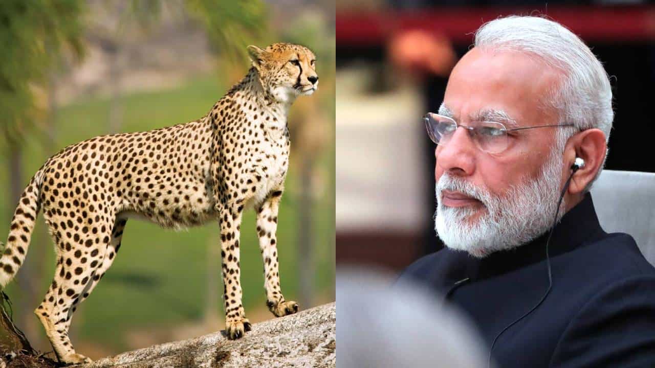 ವನ್ಯಜೀವಿ ಸಂರಕ್ಷಣೆ ಮೇಲೆ ಮೋದಿ ಸರ್ಕಾರ ಗಮನ; ಹಿಂದೆಂದಿಗಿಂತಲೂ ಹೆಚ್ಚು ಸಮೃದ್ಧ! ವನ್ಯಜೀವಿ ಸಂರಕ್ಷಣೆ ಮೇಲೆ ಮೋದಿ ಸರ್ಕಾರ ಗಮನ; ಹಿಂದೆಂದಿಗಿಂತಲೂ ಹೆಚ್ಚು ಸಮೃದ್ಧ!