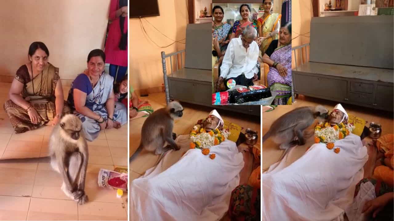 ವಿಡಿಯೋ ಇದೆ: ದಿನವೂ ರೊಟ್ಟಿ ಕೊಡುತ್ತಿದ್ದ ಅಜ್ಜನ ಶವದ ಬಳಿ ಬಂದು, ಮುತ್ತು ಕೊಟ್ಟು ಅಂತಿಮ ನಮನ ಸಲ್ಲಿಸಿದ ಮಂಗ! ವಿಡಿಯೋ ಇದೆ: ದಿನವೂ ರೊಟ್ಟಿ ಕೊಡುತ್ತಿದ್ದ ಅಜ್ಜನ ಶವದ ಬಳಿ ಬಂದು, ಮುತ್ತು ಕೊಟ್ಟು ಅಂತಿಮ ನಮನ ಸಲ್ಲಿಸಿದ ಮಂಗ!