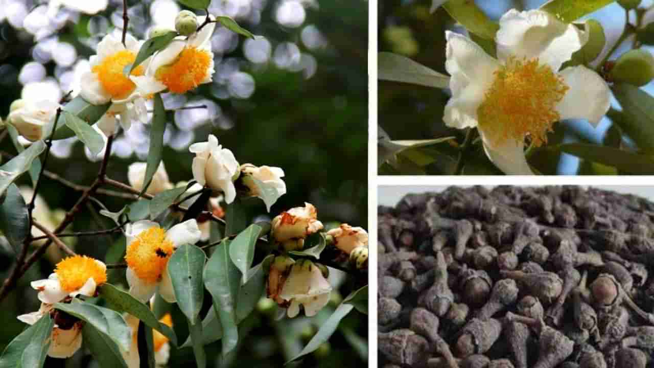 Ceylon Ironwood: ಘಮ ಘಮಿಸುವ ನಾಗಸಂಪಿಗೆಯಿಂದ ತಯಾರಿಸ್ತಾರೆ ನಾಗಕೇಸರಿ ಮಸಾಲೆ; ಈ ವಿಶಿಷ್ಟ ಮಸಾಲೆಯ ಬಗ್ಗೆ ನಿಮಗೆಷ್ಟು ಗೊತ್ತು?