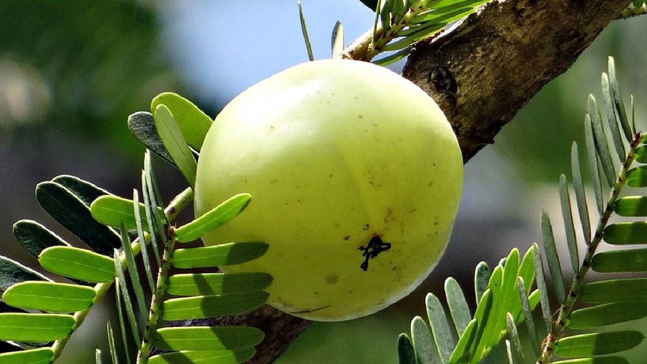 ತುಳಸಿ ಎಲೆಗಳು ಮತ್ತು ನೆಲ್ಲಿಕಾಯಿ: ತುಳಸಿ ಎಲೆಗಳು ಮತ್ತು ನೆಲ್ಲಿಕಾಯಿ ನೈಸರ್ಗಿಕವಾಗಿ ಕೂದಲನ್ನು ಆರೋಗ್ಯಕರವಾಗಿಸಲು ಸಹಾಯಕವಾಗಿದೆ. ಕೆಲವು ತುಳಸಿ ಎಲೆಗಳನ್ನು ರುಬ್ಬಿಕೊಳ್ಳಿ ಮತ್ತು ಅದಕ್ಕೆ ನೆಲ್ಲಿಕಾಯಿ ಪುಡಿ ಮತ್ತು ನೀರನ್ನು ಸೇರಿಸಿ ದಪ್ಪ ಪೇಸ್ಟ್ ಮಾಡಿ. ಪೇಸ್ಟ್ ಅನ್ನು ನಿಮ್ಮ ನೆತ್ತಿಗೆ ಅನ್ವಯಿಸಿ ಮತ್ತು 30 ನಿಮಿಷಗಳ ಕಾಲ ಹಾಗೆಯೇ ಬಿಡಿ. 
