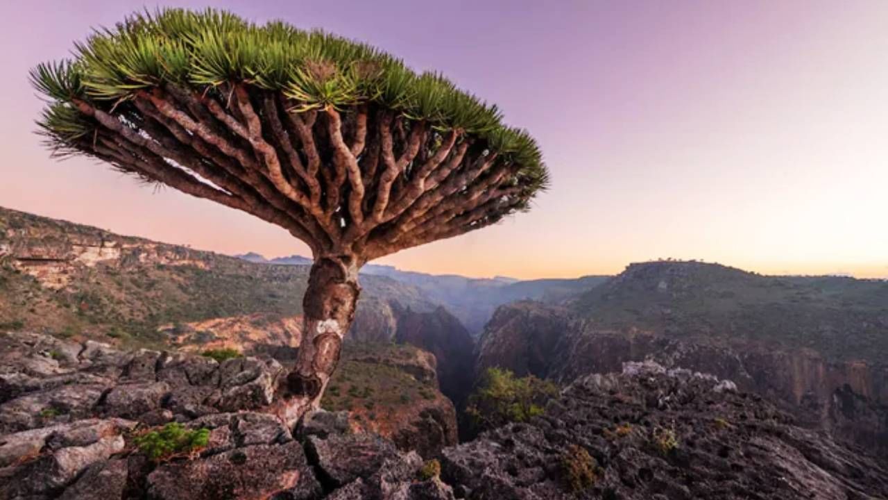 ಸೊಕೊಟ್ರಾ, ಯೆಮೆನ್(Socotra, Yemen): ಹಿಂದೂ ಮಹಾಸಾಗರದಲ್ಲಿರುವ ಈ ದೂರದ ದ್ವೀಪವು ಡ್ರ್ಯಾಗನ್‌ನ ರಕ್ತ ಮರ ಮತ್ತು ಸೊಕೊಟ್ರಾದ ಮರುಭೂಮಿ ಗುಲಾಬಿ ಸೇರಿದಂತೆ ವಿಶಿಷ್ಟ ಸಸ್ಯ ಮತ್ತು ಪ್ರಾಣಿಗಳಿಗೆ ನೆಲೆಯಾಗಿದೆ. 
