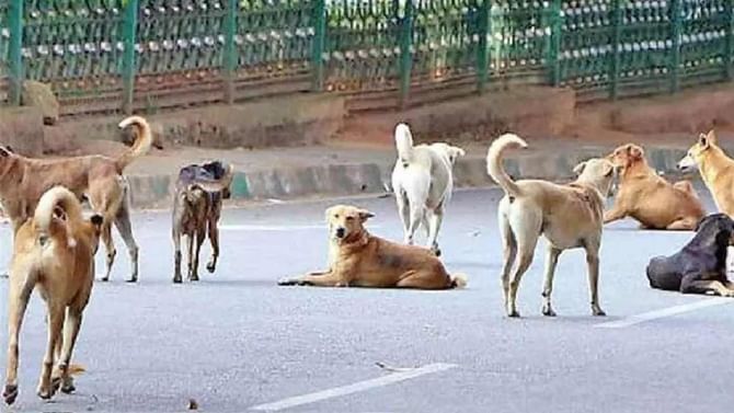 Delhi: ಇತ್ತೀಚೆಗಷ್ಟೇ ಬೀದಿ ನಾಯಿಗಳ ದಾಳಿಯಿಂದ ಇಬ್ಬರು ಬಾಲಕರು ಮೃತಪಟ್ಟಿದ್ದ ಜಾಗದಲ್ಲೇ ಮತ್ತೋರ್ವ ಬಾಲಕನ ಮೇಲೆ ನಾಯಿಗಳ ದಾಳಿ Delhi: ಇತ್ತೀಚೆಗಷ್ಟೇ ಬೀದಿ ನಾಯಿಗಳ ದಾಳಿಯಿಂದ ಇಬ್ಬರು ಬಾಲಕರು ಮೃತಪಟ್ಟಿದ್ದ ಜಾಗದಲ್ಲೇ ಮತ್ತೋರ್ವ ಬಾಲಕನ ಮೇಲೆ ನಾಯಿಗಳ ದಾಳಿ