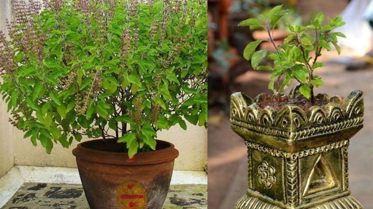 Tulsi Vastu Tips :ಈ ನಾಲ್ಕು ವಸ್ತುಗಳನ್ನು ತುಳಸಿ ಕಟ್ಟೆ ಹತ್ತಿರ ಇಡಲೇ ಬಾರದು, ಹಾಗೆ ಮಾಡಿದರೆ ನೀವೇ ಕಷ್ಟಗಳನ್ನು ತಂದುಕೊಂಡಂತೆ!