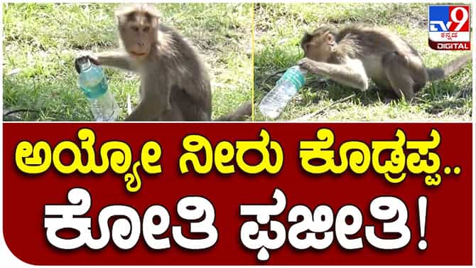 ಮೋದಿ ಸಫಾರಿ ವೇಳೆ ಕೋತಿಯೊಂದು ನೀರಿಗಾಗಿ ಪರದಾಡಿದ ಮನಕಲಕುವ ದೃಶ್ಯ ಟಿವಿ9 ಕ್ಯಾಮರಾದಲ್ಲಿ ಸೆರೆ