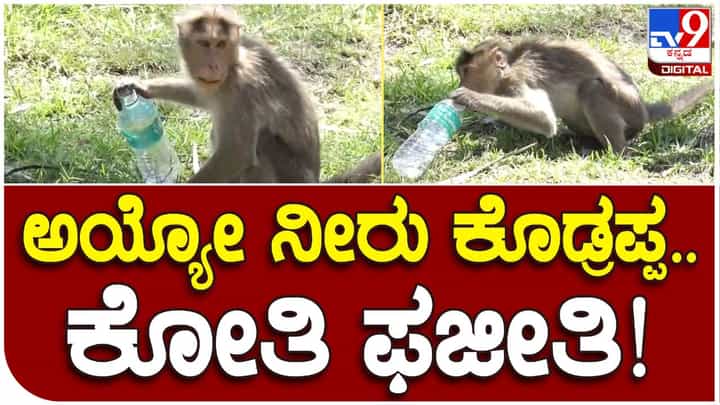 ಮೋದಿ ಸಫಾರಿ ವೇಳೆ ಕೋತಿಯೊಂದು ನೀರಿಗಾಗಿ ಪರದಾಡಿದ ಮನಕಲಕುವ ದೃಶ್ಯ ಟಿವಿ9 ಕ್ಯಾಮರಾದಲ್ಲಿ ಸೆರೆ ಮೋದಿ ಸಫಾರಿ ವೇಳೆ ಕೋತಿಯೊಂದು ನೀರಿಗಾಗಿ ಪರದಾಡಿದ ಮನಕಲಕುವ ದೃಶ್ಯ ಟಿವಿ9 ಕ್ಯಾಮರಾದಲ್ಲಿ ಸೆರೆ