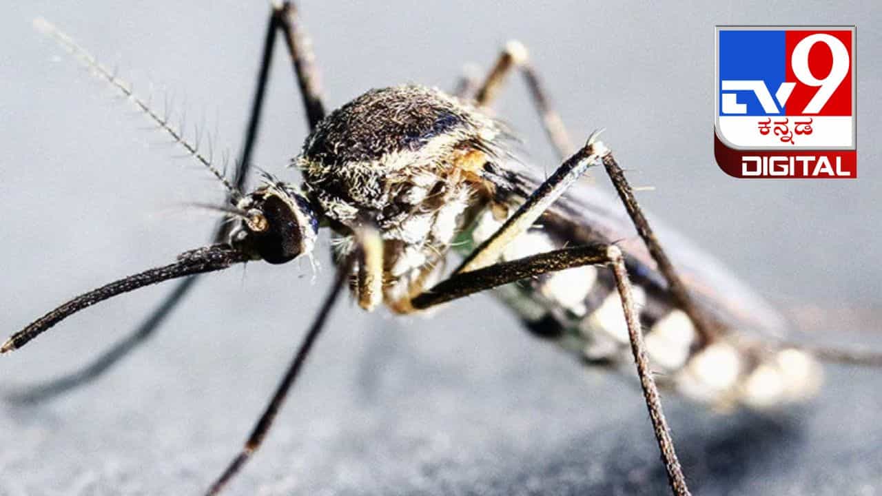 World Malaria Day 2023: ವಿಶ್ವ ಮಲೇರಿಯಾ ದಿನದ ಇತಿಹಾಸ, ಇದು ಏಕೆ ಮುಖ್ಯ? ಇಲ್ಲಿದೆ ಮಾಹಿತಿ World Malaria Day 2023: ವಿಶ್ವ ಮಲೇರಿಯಾ ದಿನದ ಇತಿಹಾಸ, ಇದು ಏಕೆ ಮುಖ್ಯ? ಇಲ್ಲಿದೆ ಮಾಹಿತಿ