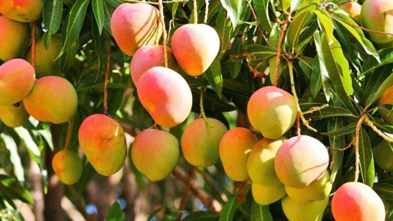 Mango EMI: ಈಗ ತಿನ್ನಿ, ಆಮೇಲೆ ದುಡ್ಡು ಕೊಡಿ; ಮಾವಿನ ಹಣ್ಣಿಗೂ ಬಂತು ಇಎಂಐ