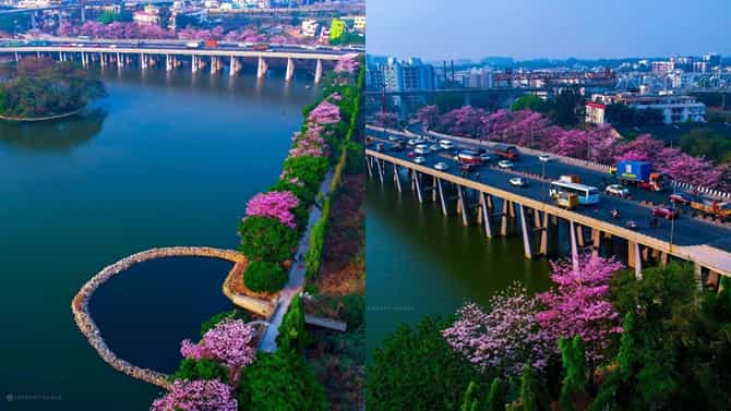 Bengaluru Turns Pink: ಬೆಂಗಳೂರಿನಲ್ಲಿ ಪಿಂಕ್ ರಾಣಿಯರ ಕಾರುಬಾರು, ಬೇಸಿಗೆಯಲ್ಲಿ ಸಿಲಿಕಾನ್ ಸಿಟಿ ಅಂದಕ್ಕೆ ಮಂದಿ ಫಿದಾ