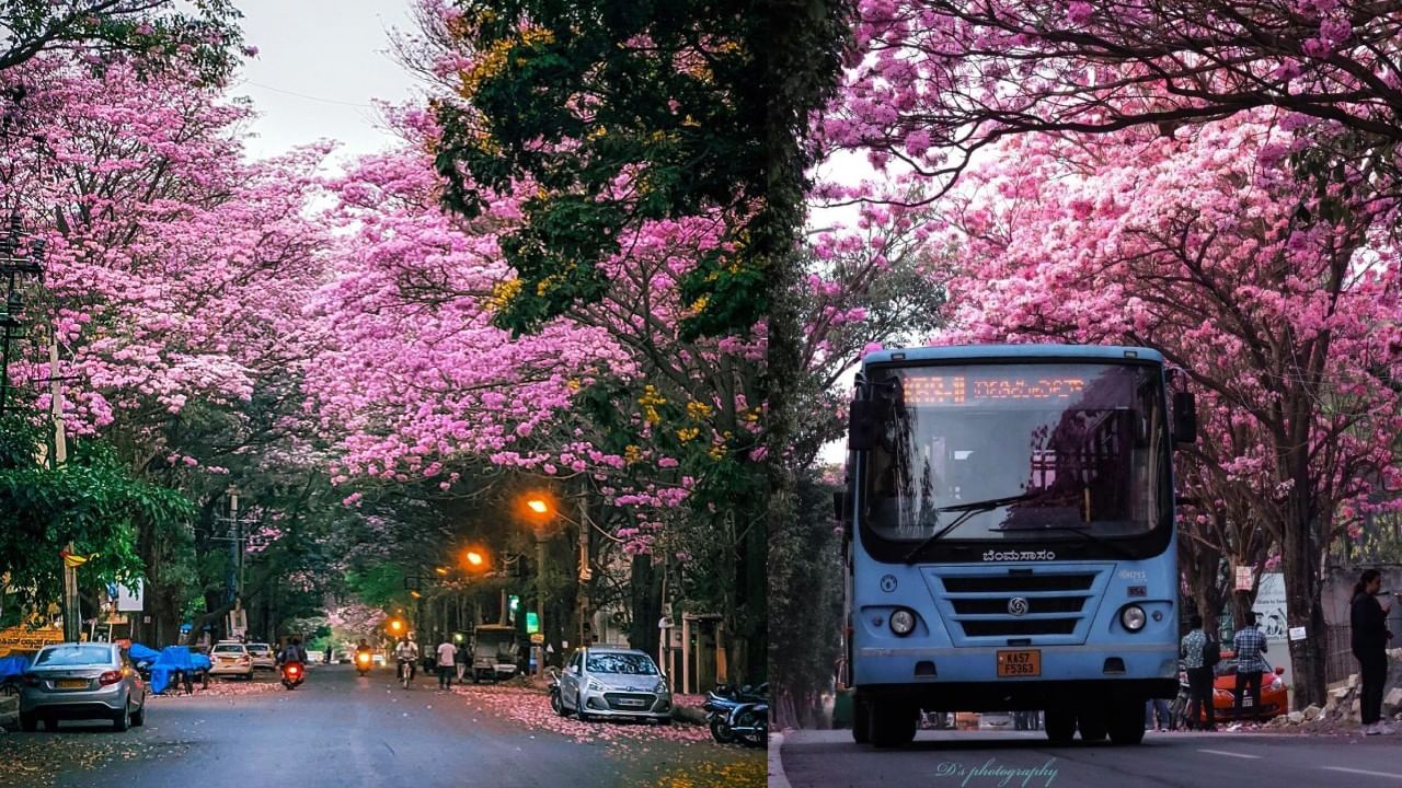 ಜನರು ಕೂಡ ಟಬಿಬಿಯಾದ ಪಿಂಕ್‌ ಕಲರ್ ಗೆ ಫಿದಾಗಿ ಲೋಕವನ್ನು ಮರೆತು ಫೋಟೋ ಕ್ಲಿಕ್ ಮಾಡುತ್ತಾ ಎಂಜಾಯ್ ಮಾಡ್ತಿದ್ದಾರೆ. ಟಬಿಬಿಯಾ ಹೂಗಳು ಇಡೀ ಬೆಂಗಳೂರನ್ನು ಆವರಿಸಿದ್ದು ಸಿಲಿಕಾನ್ ಸಿಟಿಯಲ್ಲಿ ಇವರದ್ದೇ ಕಾರುಬಾರು.