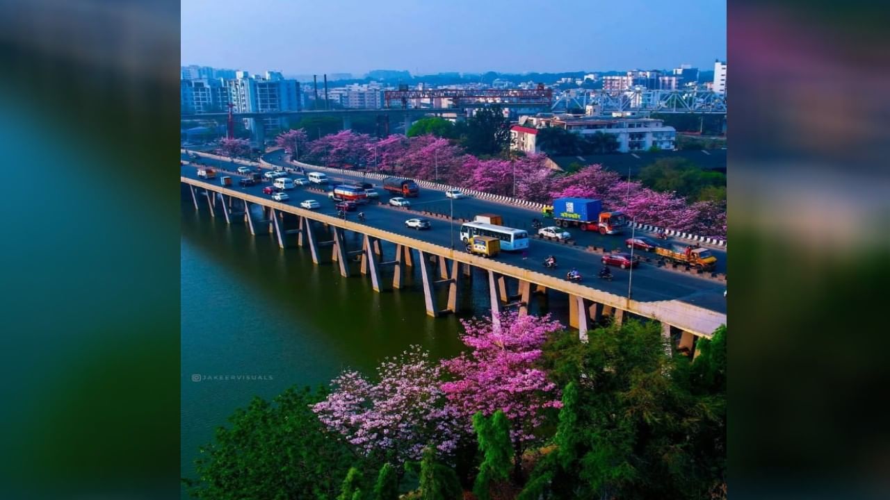 ಅಮೆರಿಕದ ಟ್ರೀ ಆಫ್ ಗೋಲ್ಡ್ ಎಂದು ಪ್ರಖ್ಯಾತ ಪಡೆದಿರುವ ಟಬಿಬಿಯಾ ಹೂವು ಈಗ ಸಿಲಿಕಾನ್ ಸಿಟಿಯಲ್ಲಿ ಬೇಸಿಗೆ ಸಮಯದಲ್ಲೂ ಕೂಲ್ ಆಗಿ ಅರಳಿ ನಗುತ್ತಲೇ ನಗರದ ರಸ್ತೆಗಳಲ್ಲಿ, ಪಾರ್ಕ್ ಗೆ ಬರುವ ಜನರ ಗಮನ ಸೆಳೆಯುತ್ತಿದೆ. (ಚಿತ್ರ: ಸಾಮಾಜಿಕ ಜಾಲತಾಣ)