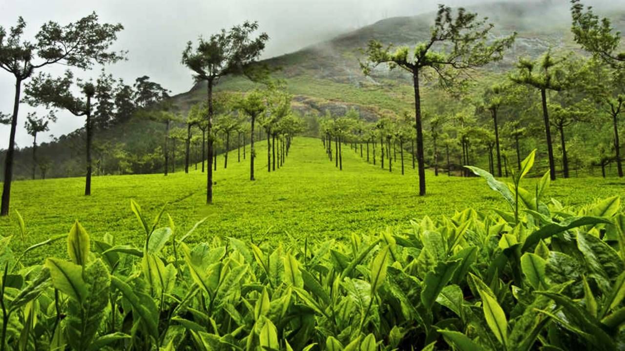 ಮಡಿಕೇರಿ: ಭಾರತದ ಸ್ಕಾಟ್‌ಲ್ಯಾಂಡ್ ಎಂದೂ ಕರೆಯಲ್ಪಡುವ ಮಡಿಕೇರಿಯು ಬೆಟ್ಟಗಳು ಮತ್ತು ಮಂಜಿನ ಭೂದೃಶ್ಯಗಳಿಂದ ಕೂಡಿಕೊಂಡಿದೆ. ಇಲ್ಲಿನ ಅಬ್ಬೆ ಜಲಪಾತಕ್ಕೆ ಟ್ರಕ್ಕಿಂಗ್​ ಕೈಗೊಳ್ಳಿ ಅಥವಾ ದುಬಾರೆ ಆನೆ ಶಿಬಿರಕ್ಕೆ ಭೇಟಿ ನೀಡಿ.