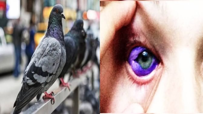 ನಿಮಗಿದು ಗೊತ್ತೇ: ಈ ದೇಶದಲ್ಲಿ ಪಾರಿವಾಳಗಳಿಗೆ ಆಹಾರ ನೀಡುವುದು ಕಾನೂನುಬಾಹಿರ, ಕಣ್ಣುಗುಡ್ಡೆಗಳ ಮೇಲೆ ಹಚ್ಚೆ ಹಾಕಿಸಿಕೊಳ್ಳಬಹುದು?