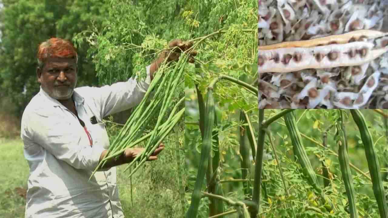 Success Story: ನಷ್ಟದಲ್ಲಿದ್ದ ರೈತ ‘ಕೈ ಕೆಸರಾದರೆ ಬಾಯಿ ಮೊಸರು’ ಅನ್ನೋ ಮಾತನ್ನು ಅಕ್ಷರಶಃ ಸತ್ಯ ಮಾಡಿದ್ದಾರೆ! ಏನು ಆತನ ಸಾಧನೆ? ನುಗ್ಗೆ ಬೀಜಕ್ಕೆ ಬಂತು ಭಾರೀ ಡಿಮ್ಯಾಂಡ್