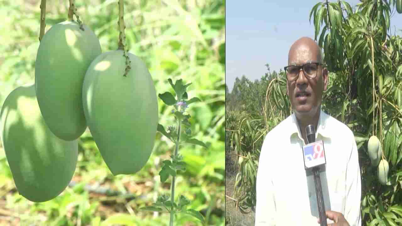 ಬೀದರ್​: ಈ ಬಾರಿ ಮಾವಿನ ಬಂಪರ್‌ ಫಸಲು, ರೈತರ ಮೊಗದಲ್ಲಿ ಮಂದಹಾಸ ತಂದ ಹಣ್ಣುಗಳ ರಾಜ