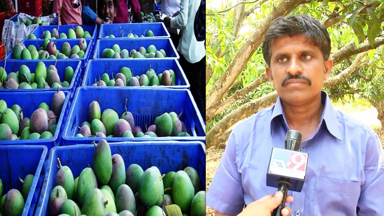 ರಾಮನಗರ: ಮಾವು ಬೆಳೆಯಿಂದ ಉತ್ತಮ ಆದಾಯದ ನಿರೀಕ್ಷೆಯಲ್ಲಿದ್ದ ರೈತರಿಗೆ ಶಾಕ್​; ನಿರೀಕ್ಷಿತ ಬೆಲೆ ಸಿಗದೇ ರೈತ ಕಂಗಾಲು