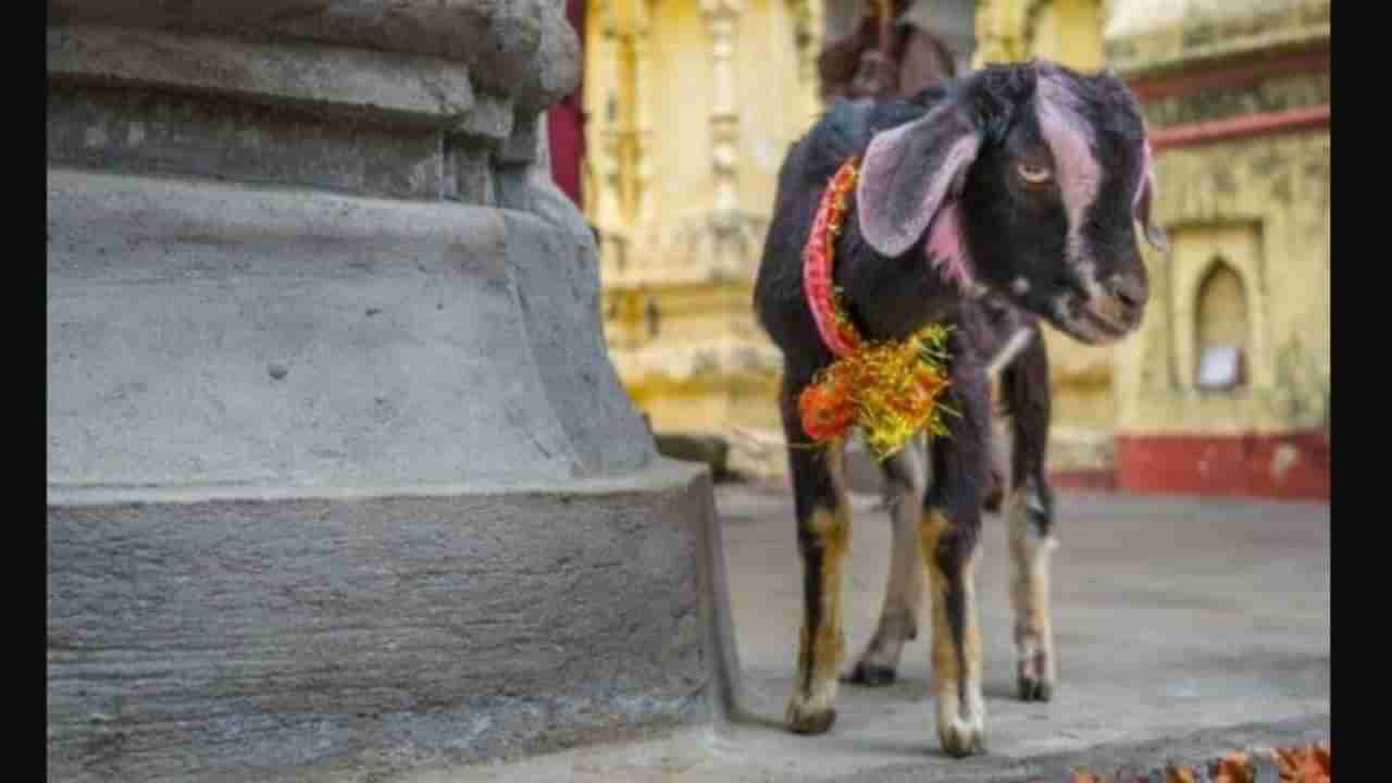 ಚಿತ್ರದುರ್ಗ: ಬಹಿರಂಗವಾಗಿ ಮೂರು ಮೇಕೆಗಳನ್ನು ಬಲಿ ನೀಡಿದ ವ್ಯಕ್ತಿಯ ವಿರುದ್ಧ ಪ್ರಕರಣ ದಾಖಲು