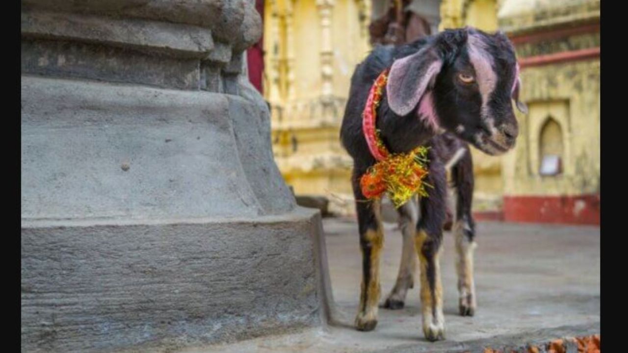 ಚಿತ್ರದುರ್ಗ: ಬಹಿರಂಗವಾಗಿ ಮೂರು ಮೇಕೆಗಳನ್ನು ಬಲಿ ನೀಡಿದ ವ್ಯಕ್ತಿಯ ವಿರುದ್ಧ ಪ್ರಕರಣ ದಾಖಲು