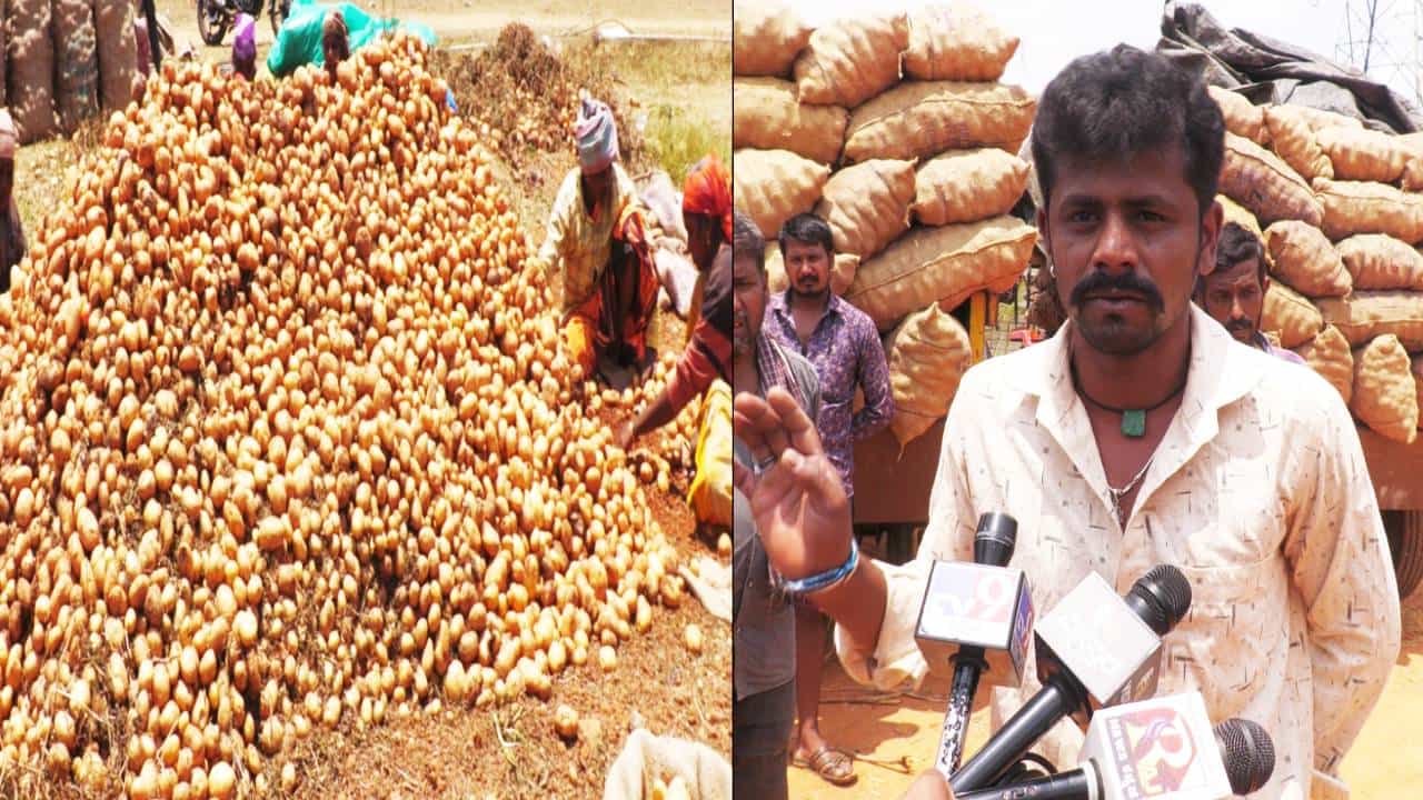 ಚಿಕ್ಕಬಳ್ಳಾಪುರ: ಆಲೂಗಡ್ಡೆ ಬೆಳೆದು ಉತ್ತಮ ಬೆಲೆ ಸಿಗದೆ ಸಂಕಷ್ಟಕ್ಕೆ ಸಿಲುಕಿದ ರೈತರು ಚಿಕ್ಕಬಳ್ಳಾಪುರ: ಆಲೂಗಡ್ಡೆ ಬೆಳೆದು ಉತ್ತಮ ಬೆಲೆ ಸಿಗದೆ ಸಂಕಷ್ಟಕ್ಕೆ ಸಿಲುಕಿದ ರೈತರು