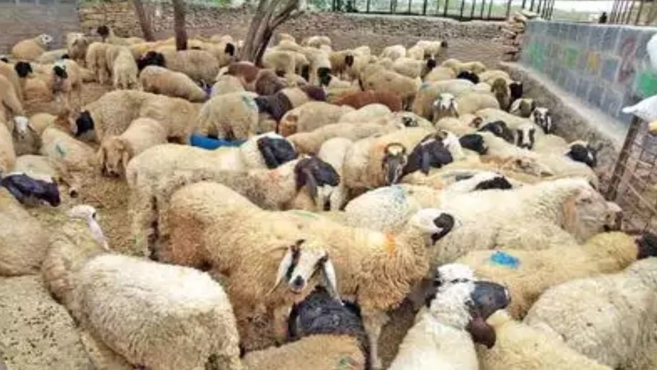 ದಾವಣಗೆರೆ: ವಿಷಕಾರಿ ಹುಲ್ಲು ಸೇವಿಸಿ 34 ಕುರಿಗಳ ಸಾವು