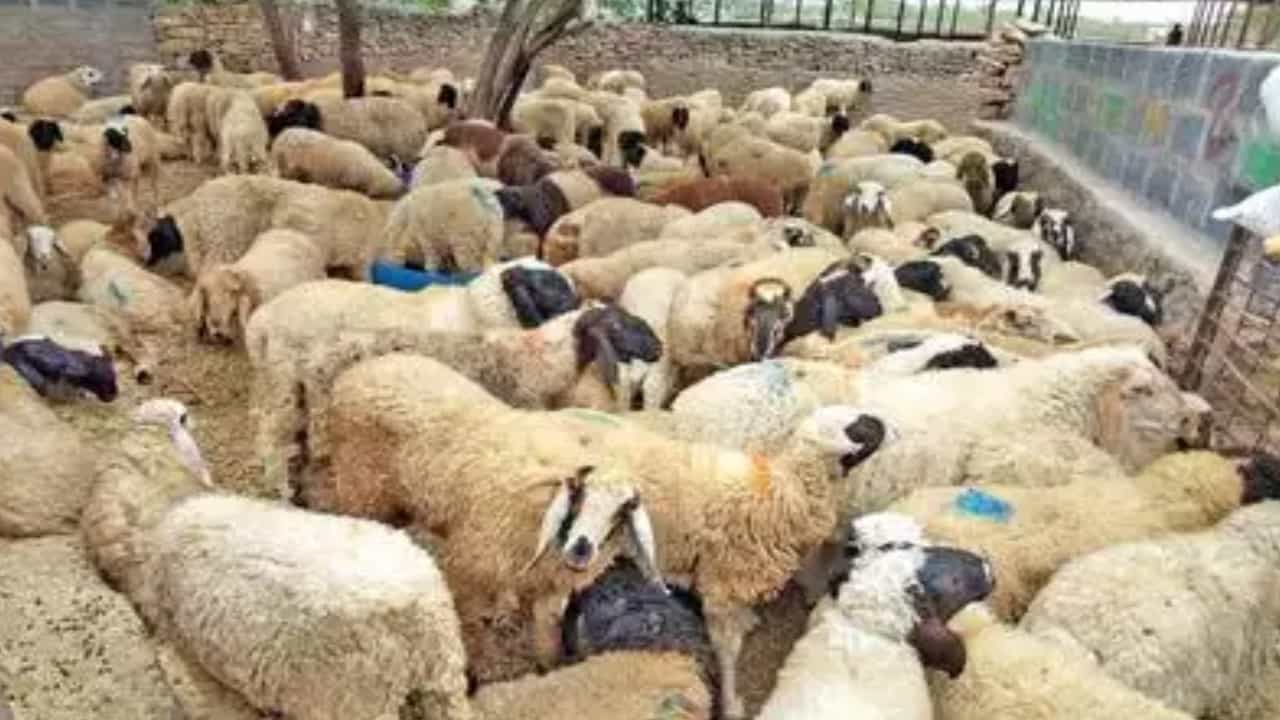 ದಾವಣಗೆರೆ: ವಿಷಕಾರಿ ಹುಲ್ಲು ಸೇವಿಸಿ 34 ಕುರಿಗಳ ಸಾವು ದಾವಣಗೆರೆ: ವಿಷಕಾರಿ ಹುಲ್ಲು ಸೇವಿಸಿ 34 ಕುರಿಗಳ ಸಾವು