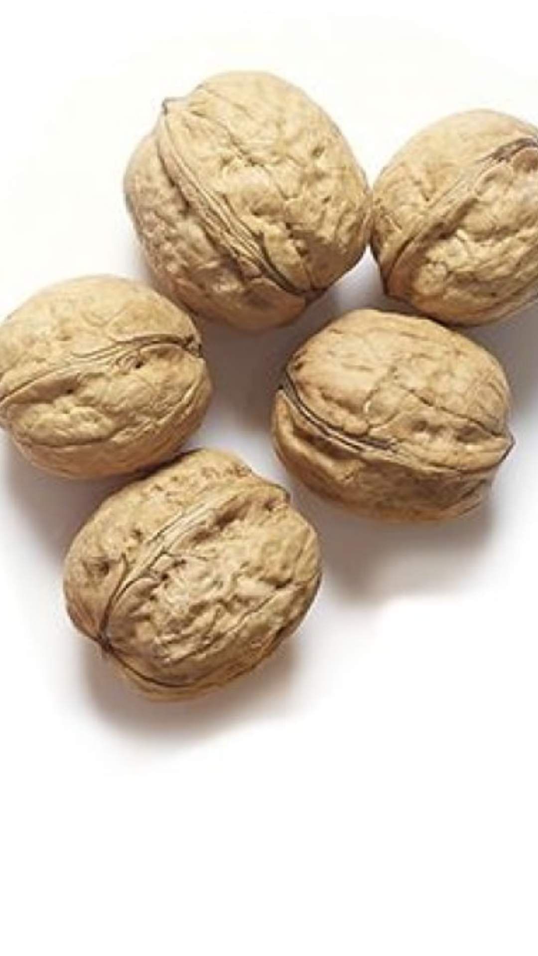 walnut 7