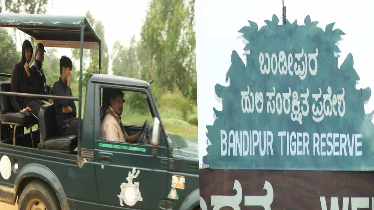 ಬಂಡಿಪುರ ರಾಷ್ಟ್ರೀಯ ಹುಲಿ ಸಂರಕ್ಷಿತ ಪ್ರದೇಶವಾಗಿ 50 ವರ್ಷ ಪೂರೈಸಿದ್ದು ಒಂದು ತಿಂಗಳ ಹಿಂದಷ್ಟೇ ಪ್ರಧಾನಿ ನರೇಂದ್ರ ಮೋದಿ ಇಲ್ಲಿಗೆ ಭೇಟಿ ನೀಡಿದ್ದರು. ಇದಷ್ಟೇ ಮಾತ್ರವಲ್ಲದೆ ಹುಲಿ ವಾಸಕ್ಕೆ ದೇಶದ ಎರಡನೇ ಅತ್ಯುತ್ತಮ ಪ್ರದೇಶವೆಂಬ ಹೆಮ್ಮೆಯೂ ಬಂಡಿಪುರಕ್ಕೆ ಸೇರಿದೆ.