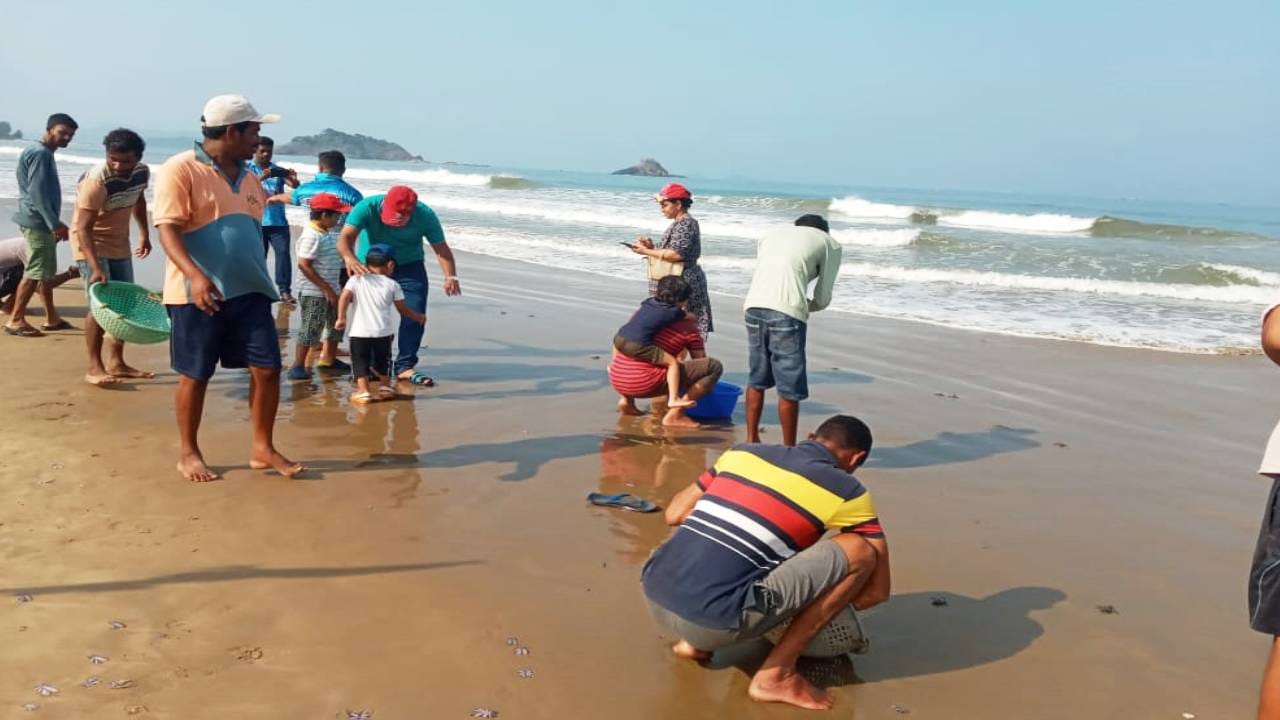 ಇನ್ನೂ ಕರ್ನಾಟಕದ ಕಡಲತೀರ ಪ್ರದೇಶದಲ್ಲಿ ಮೂರು ಪ್ರಬೇಧದ ಆಮೆಗಳನ್ನ ನಾವು ಕಾಣಬಹುದು. ಗ್ರೀನ ಟರ್ಟಲ್, ಹಾಕ್ ಬಿಲ್ಡ್, ಆಲಿವ್ ರಿಡ್ಲಿ ಹೀಗೆ ಮೂರು ಪ್ರಬೇಧಗಳಿವೆ. ಅದರಲ್ಲಿ ಆಲಿವ್ ರಿಡ್ಲಿ ಆಮೆ ಉತ್ತರ ಕನ್ನಡ ಜಿಲ್ಲೆಯ ಕಡಲತೀರವನ್ನ ತನ್ನ ಸಂತಾನೋತ್ಪತ್ತಿ ತಾಣವನ್ನಾಗಿ ಆಯ್ಕೆ ಮಾಡಿಕೊಂಡಿದೆ. 