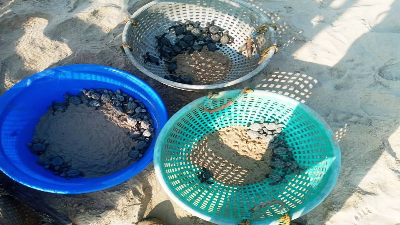 ತಿಂಗಳ ಹಿಂದೆ ಕಡಲತೀರದಲ್ಲಿ ಮೊಟ್ಟೆ ಇಟ್ಟು  ಆಲಿವ್ ರಿಡ್ಲಿ ಆಮೆಗಳು ತೆರಳಿದ್ದವು, ಇದೀಗ ಮರಿ ಹಾಕಿವೆ.