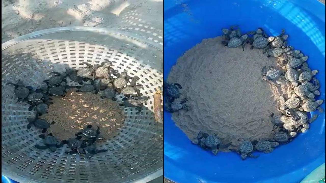 ಉತ್ತರ ಕನ್ನಡ ಜಿಲ್ಲೆಯ ಕಡಲತೀರ ಅನೇಕ ಅಪರೂಪದ ಜೀವಸಂಕುಲಗಳ ವಾಸಸ್ಥಾನವಾಗಿದೆ. ಅದರಲ್ಲೂ ಅಳಿವಿನ ಅಂಚಿನಲ್ಲಿರುವ ಆಲಿವ್ ರಿಡ್ಲೆ(Olive Ridley) ಆಮೆಗಳು ಕಡಲತೀರವನ್ನ ಸಂತಾನೋತ್ಪತ್ತಿ ತಾಣವನ್ನಾಗಿಸಿಕೊಂಡಿವೆ.