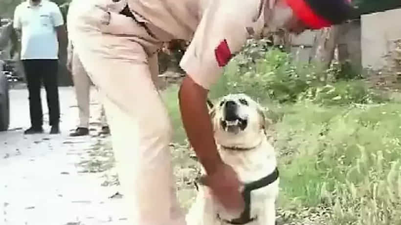 Viral News: ಕ್ಯಾನ್ಸರ್ ಗೆದ್ದು ಬಂದ ಪೊಲೀಸ್ ಇಲಾಖೆಯ ಶ್ವಾನ ಸಿಮ್ಮಿ