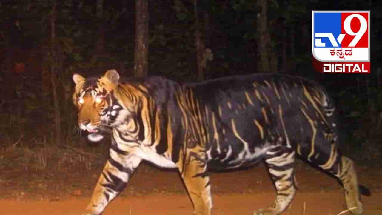 Melanistic Tiger: ಒಡಿಶಾದ ಸಿಮಿಲಿಪಾಲ್‌ದಲ್ಲಿ ಅಪರೂಪದ ಮೆಲನಿಸ್ಟಿಕ್ ಹುಲಿ ಸಾವು