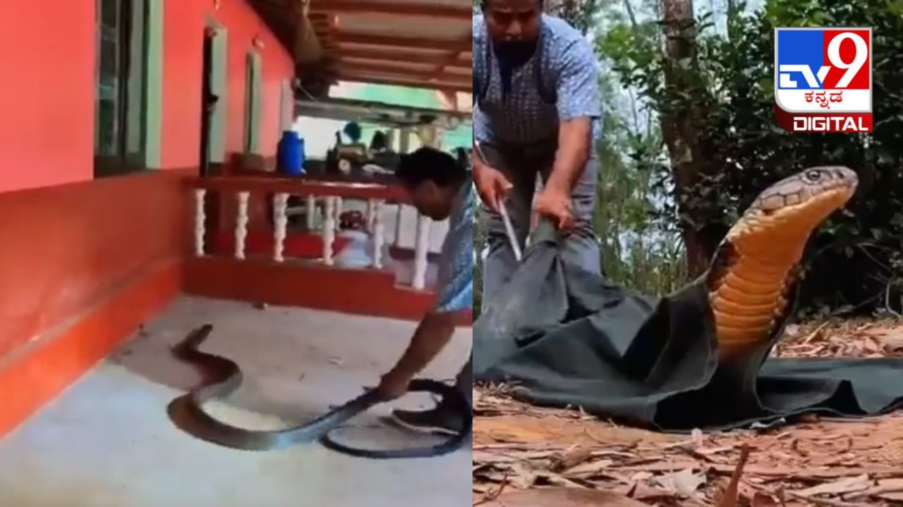 Viral Video: ಕಾರಿನಡಿಯಲ್ಲಿ ಸಿಲುಕಿಕೊಂಡಿದ್ದ 15 ಅಡಿ ಉದ್ದದ ಕಾಳಿಂಗ ಸರ್ಪವನ್ನು ರಕ್ಷಿಸಿದ ಉರಗ ತಜ್ಞ