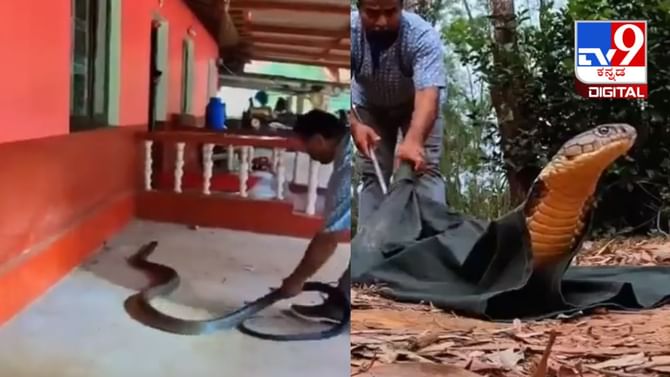 Viral Video: ಕಾರಿನಡಿಯಲ್ಲಿ ಸಿಲುಕಿಕೊಂಡಿದ್ದ 15 ಅಡಿ ಉದ್ದದ ಕಾಳಿಂಗ ಸರ್ಪವನ್ನು ರಕ್ಷಿಸಿದ ಉರಗ ತಜ್ಞ Viral Video: ಕಾರಿನಡಿಯಲ್ಲಿ ಸಿಲುಕಿಕೊಂಡಿದ್ದ 15 ಅಡಿ ಉದ್ದದ ಕಾಳಿಂಗ ಸರ್ಪವನ್ನು ರಕ್ಷಿಸಿದ ಉರಗ ತಜ್ಞ