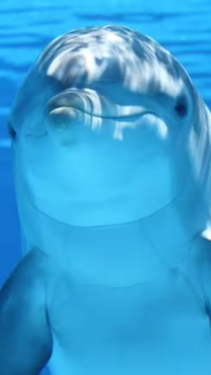 Animals That Don't Sleep (9)